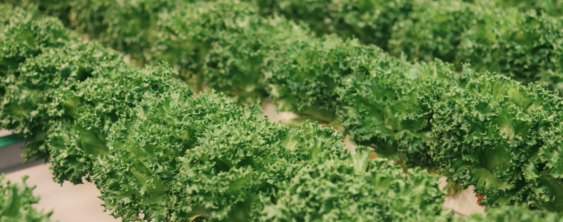 Plant Factory Sustainable agriculture beneficial for the environment, consumers and producers