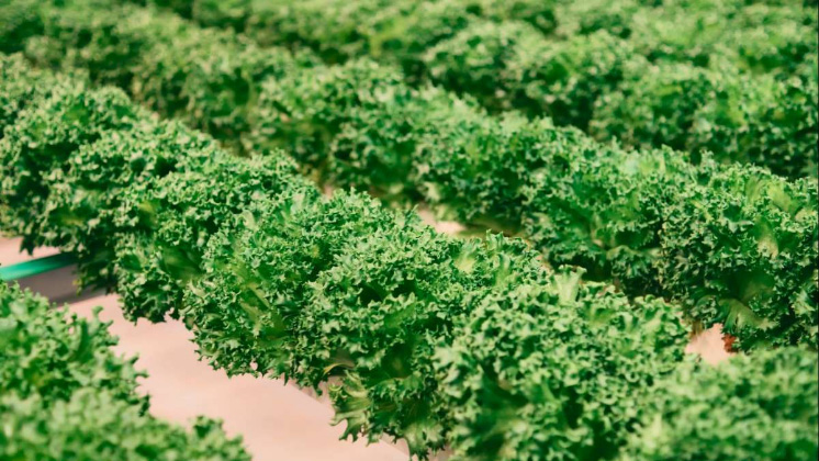 Sustainable agriculture beneficial for the environment, consumers and producers