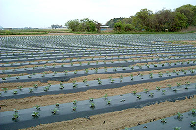 Use in agricultural mulch films
