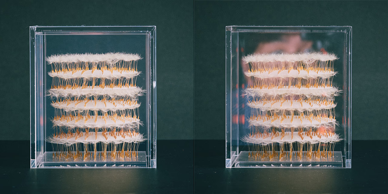 Studio POETIC CURIOSITYの青沼優介氏が2018年に東京ミッドタウンアートアワードのグランプリを受賞したインスタレーション｢息を立てる/都市を植える｣でも使用した｢たんぽぽの綿毛の建築｣をアクリルケースに入れたもの。左がモスマイト™あり、右がモスマイト™なし。｢モスマイト™あり｣は映り込みがほぼ発生しない。
