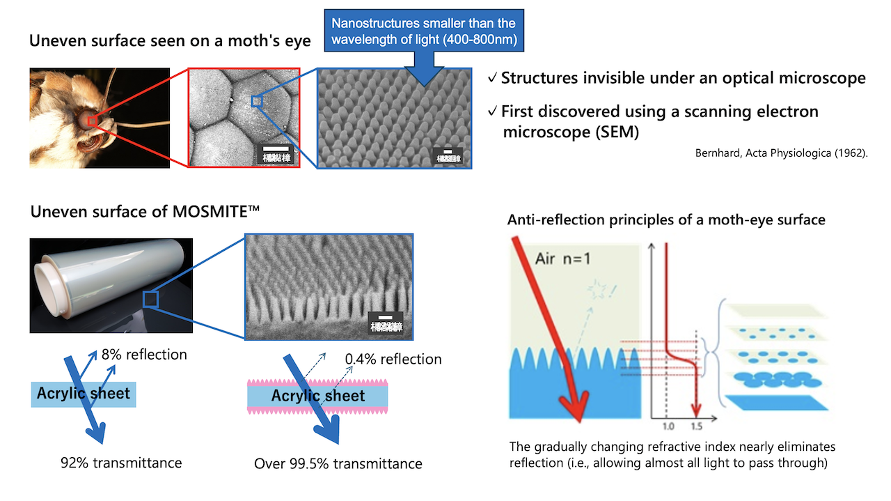 Uneven surface seen on a moth's eye